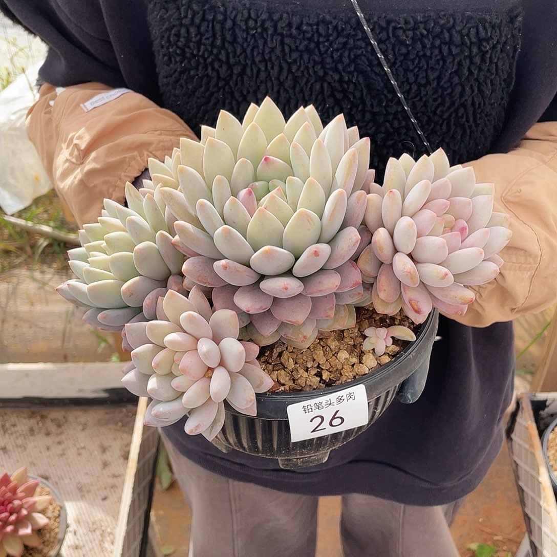 流***l半夏。   26号。     