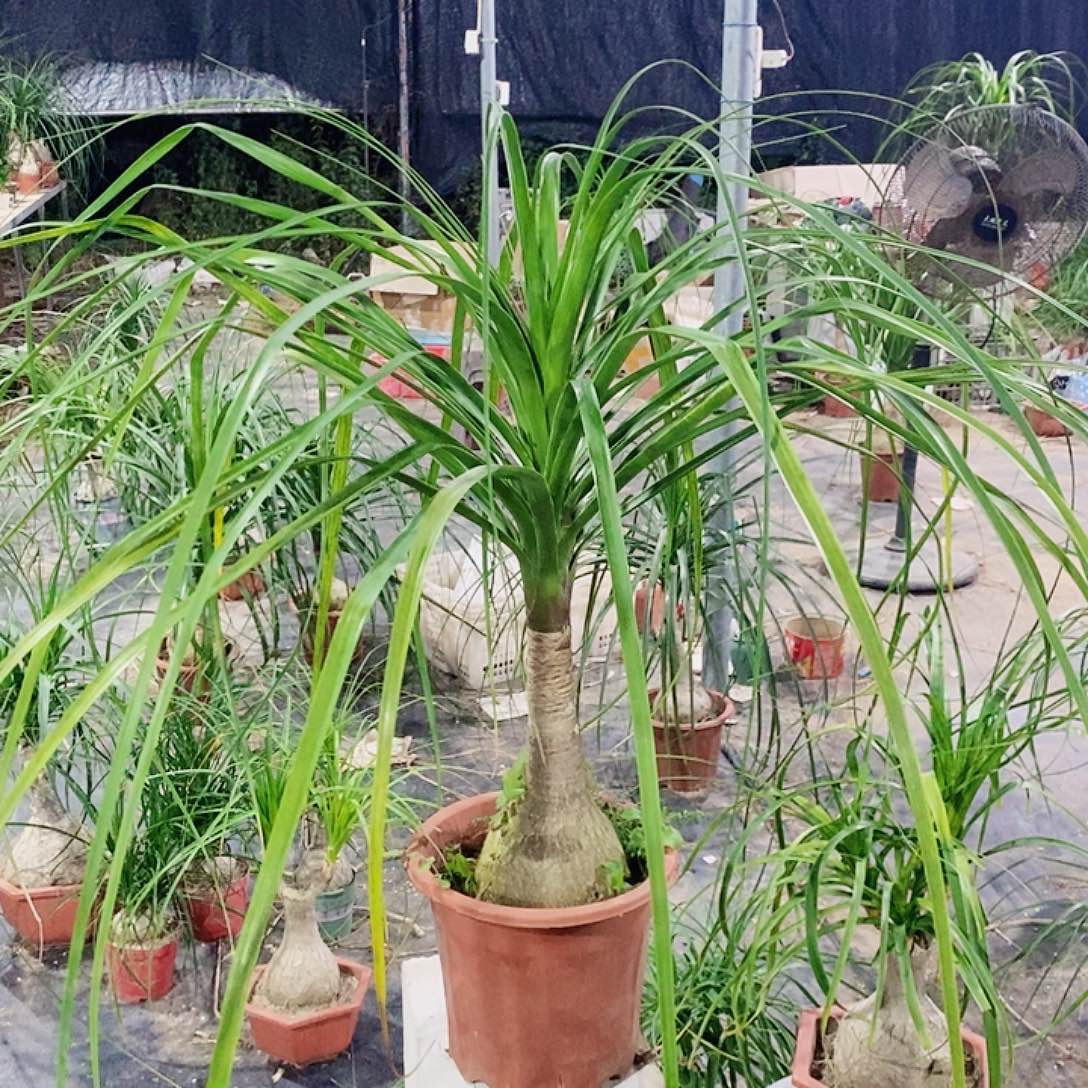 看***乐无花朵单头酒瓶兰