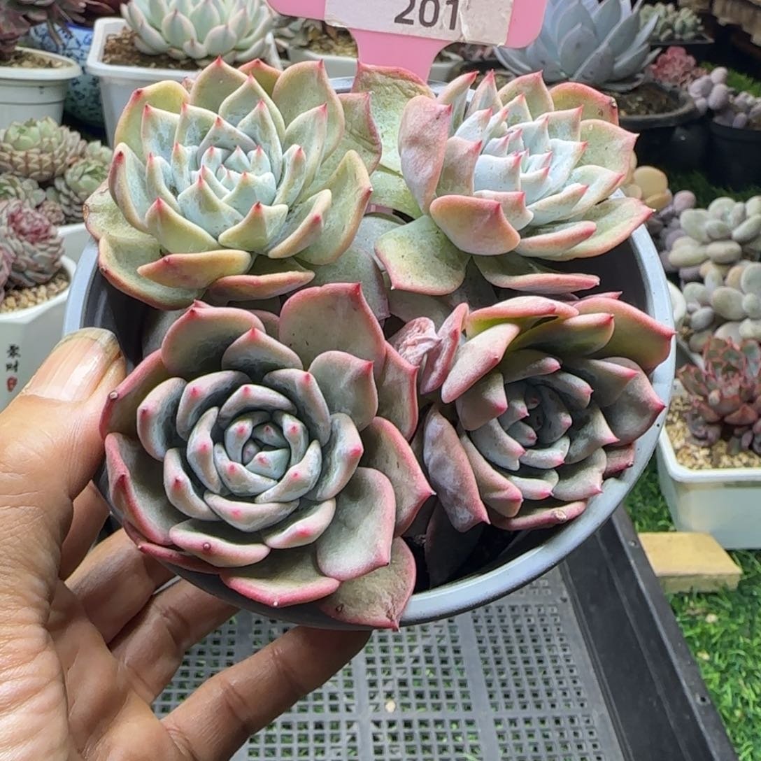 锦安精品多肉植物201