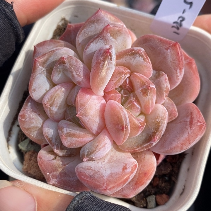 1220-564，粉魄多肉