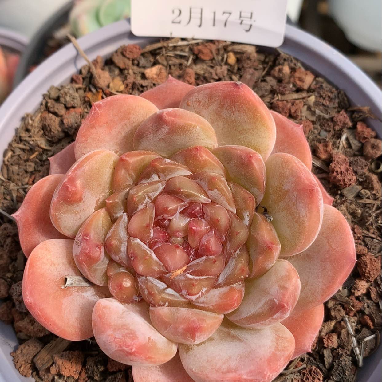 【闪购商品】云715