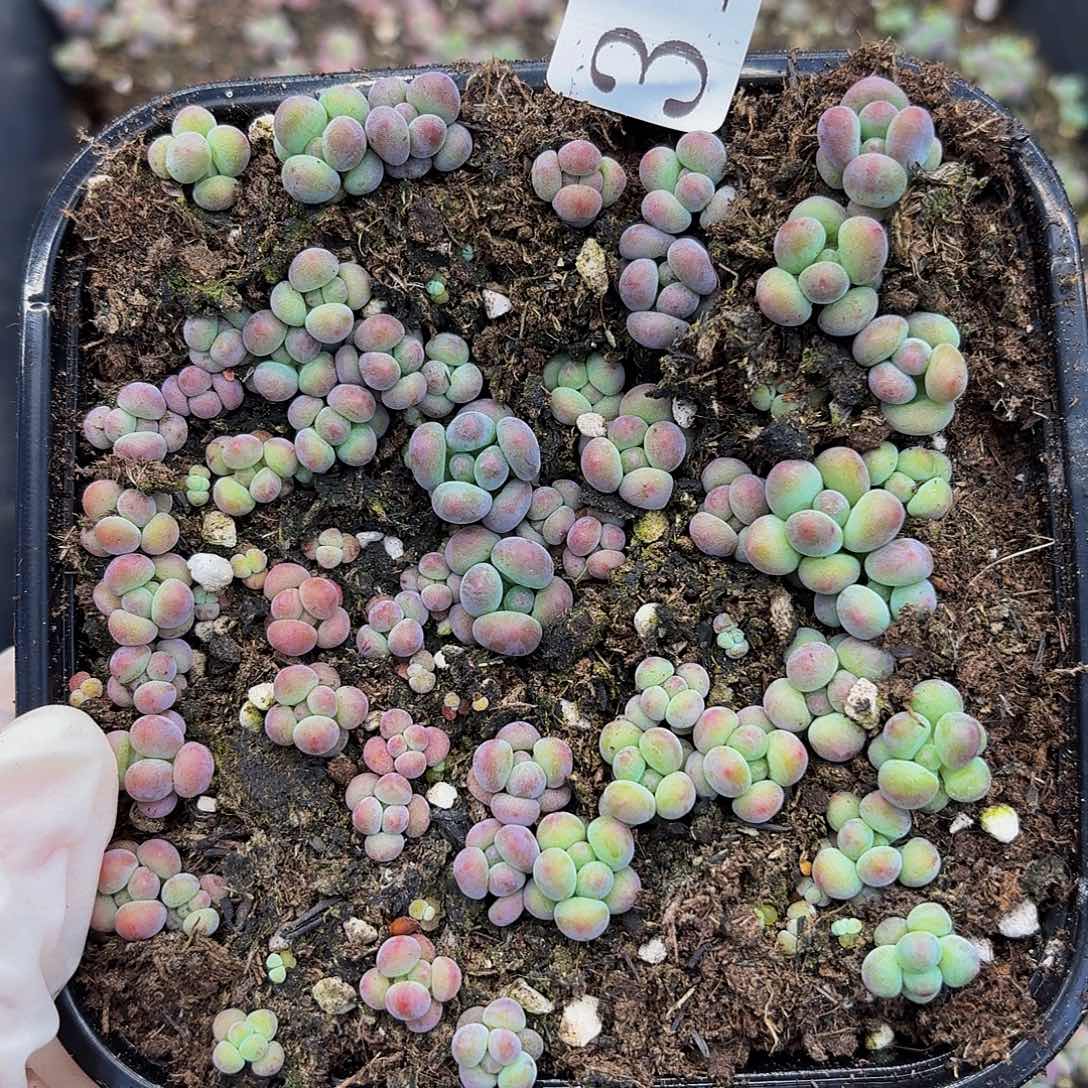 多肉植物多肉植物312