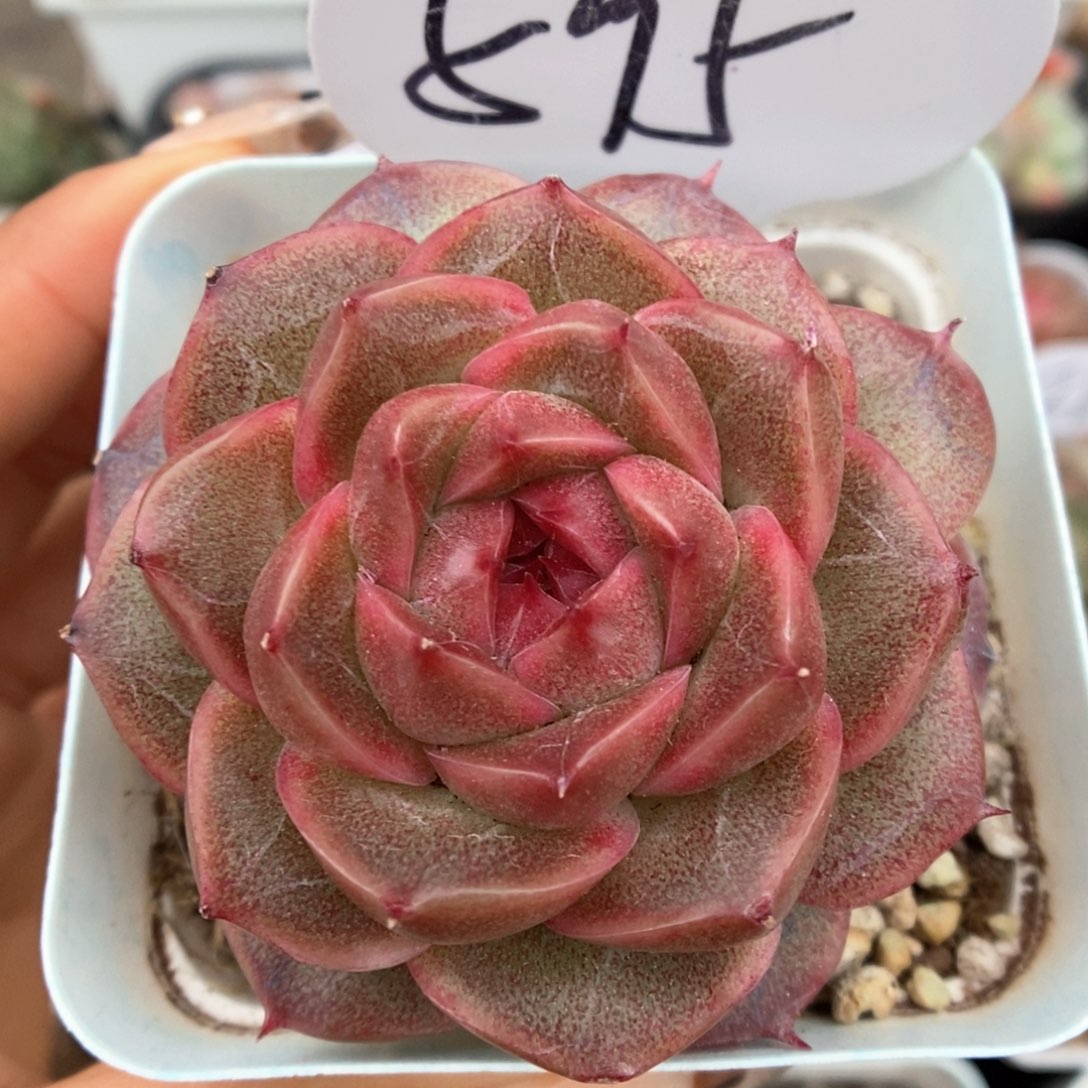 油透麦秆可拍595号。