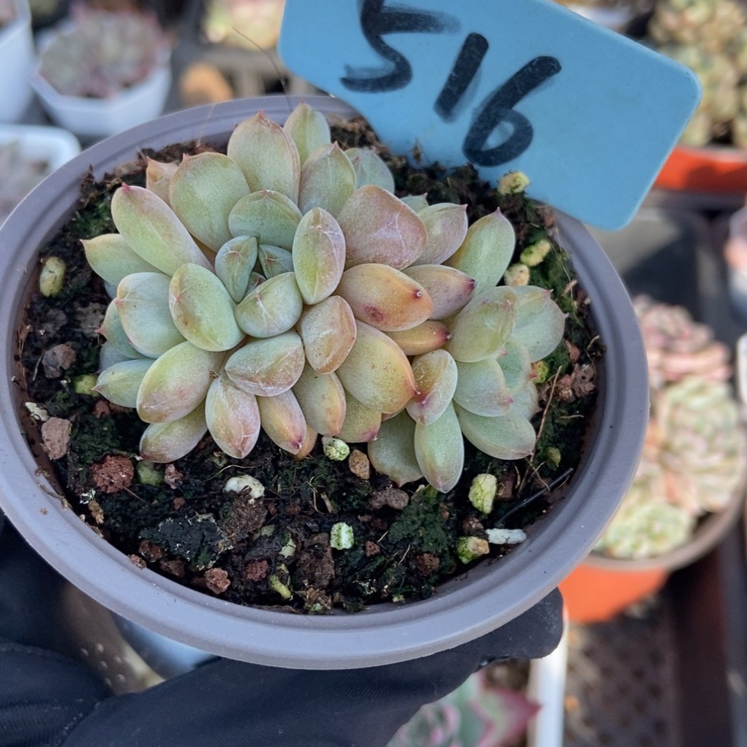 516红恋多肉植物多肉