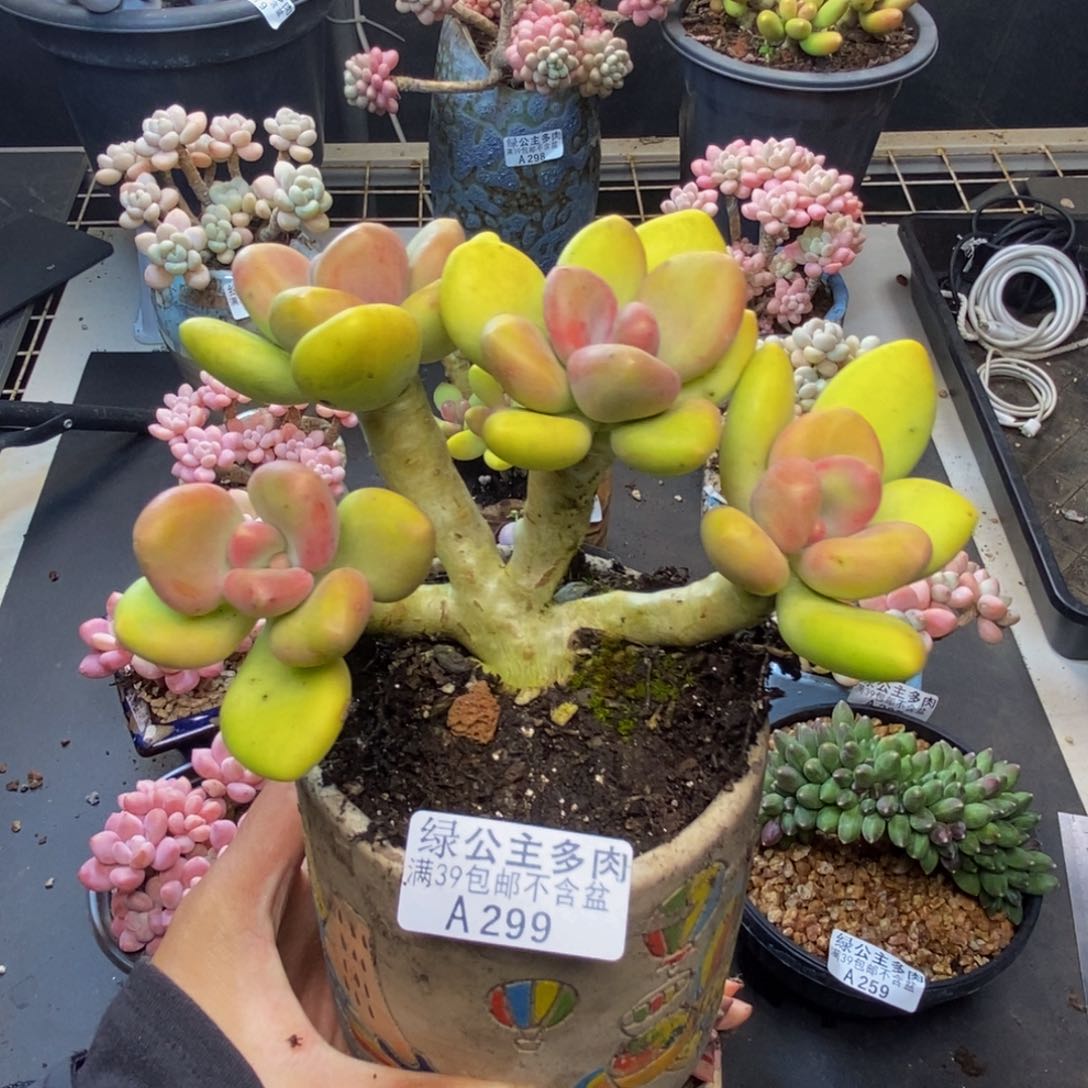 299芒果奶多肉12c m
