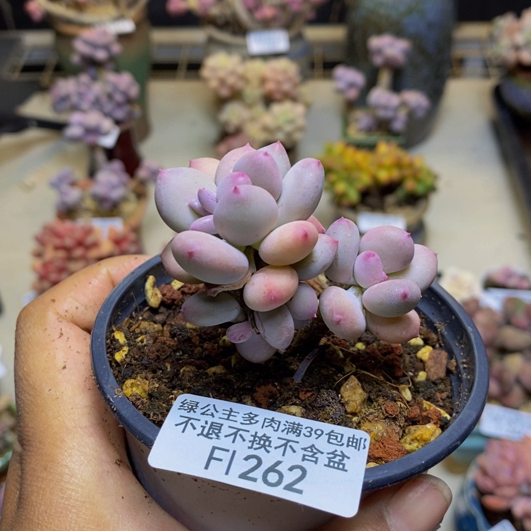 262苹果奶四代多肉5cm