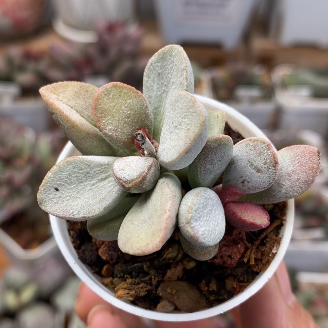 白雪公主水泡多肉植物