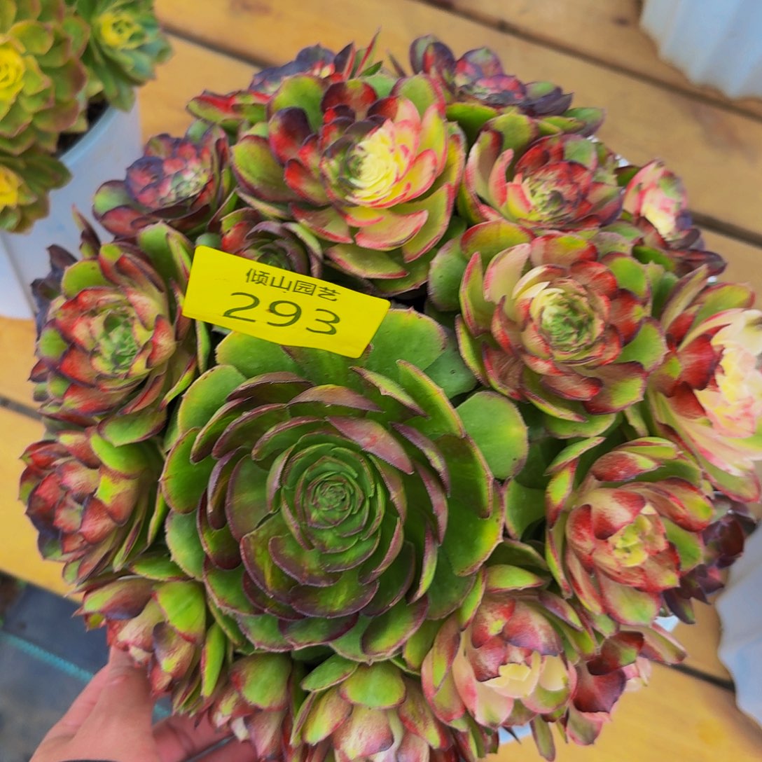 陶***陶293号多肉海王七彩