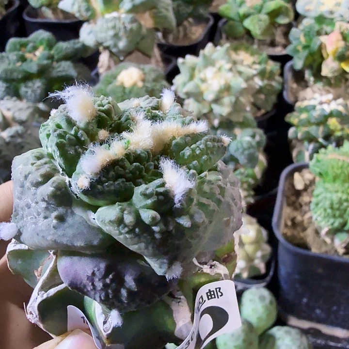 无花朵460紫肌大尤哥斯拉