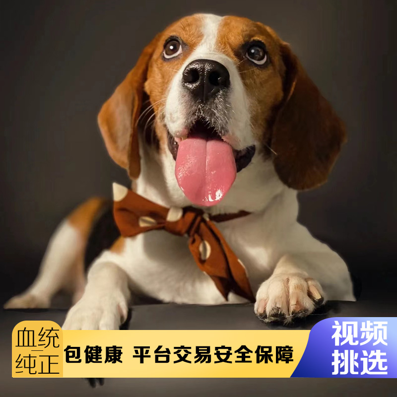 纯种比格幼犬大耳朵米格鲁猎兔犬小型犬巴吉度宠物小狗活体比格犬