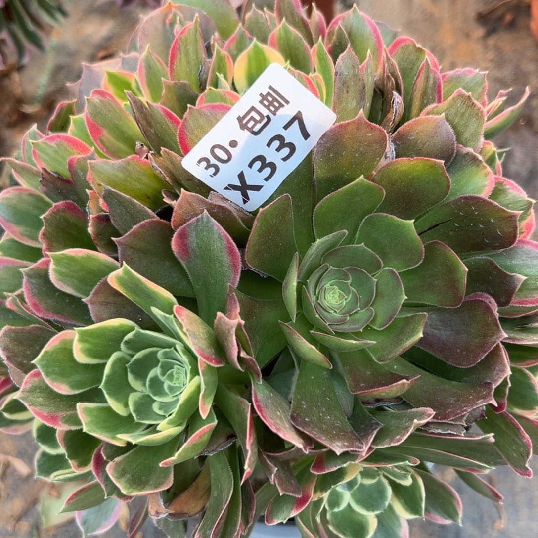 337绿白凤，多肉法师