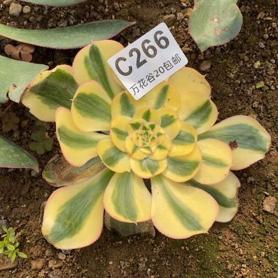 266王妃多肉植物