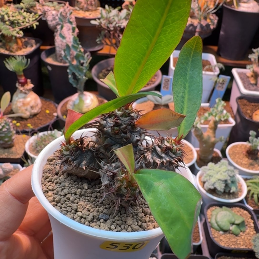 美花念珠530 仙人掌