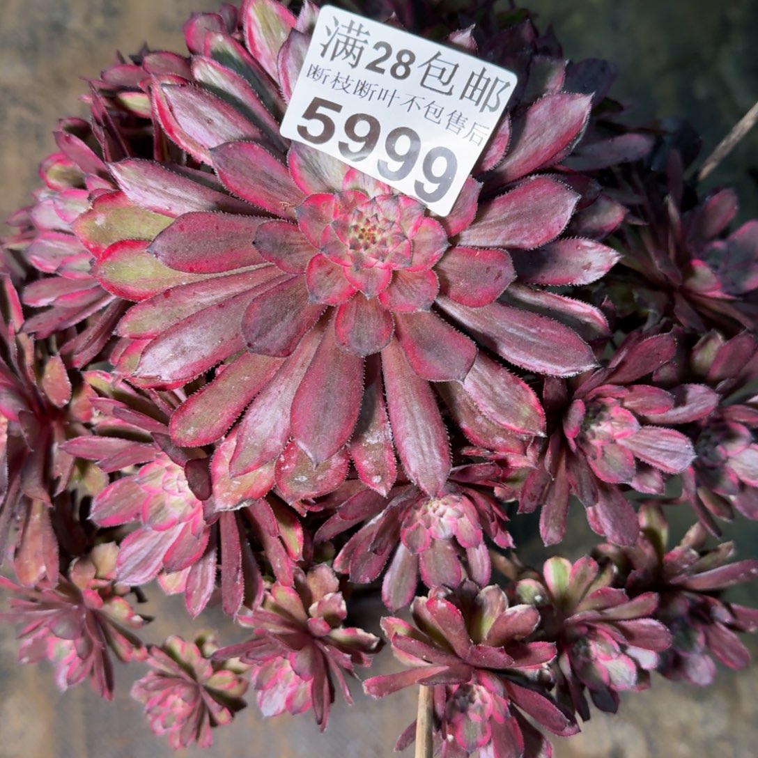 5999紫霞多肉植物