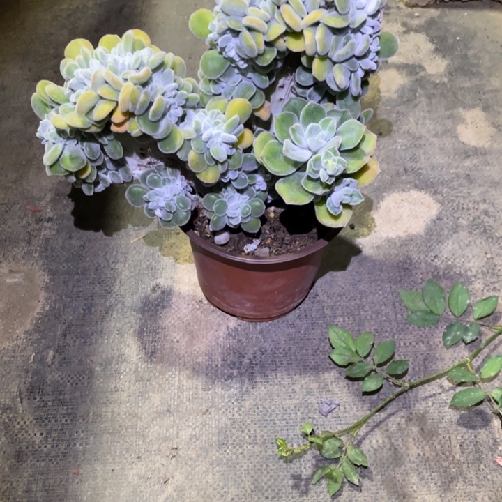 心***琴雪晃醒缀化一物一拍