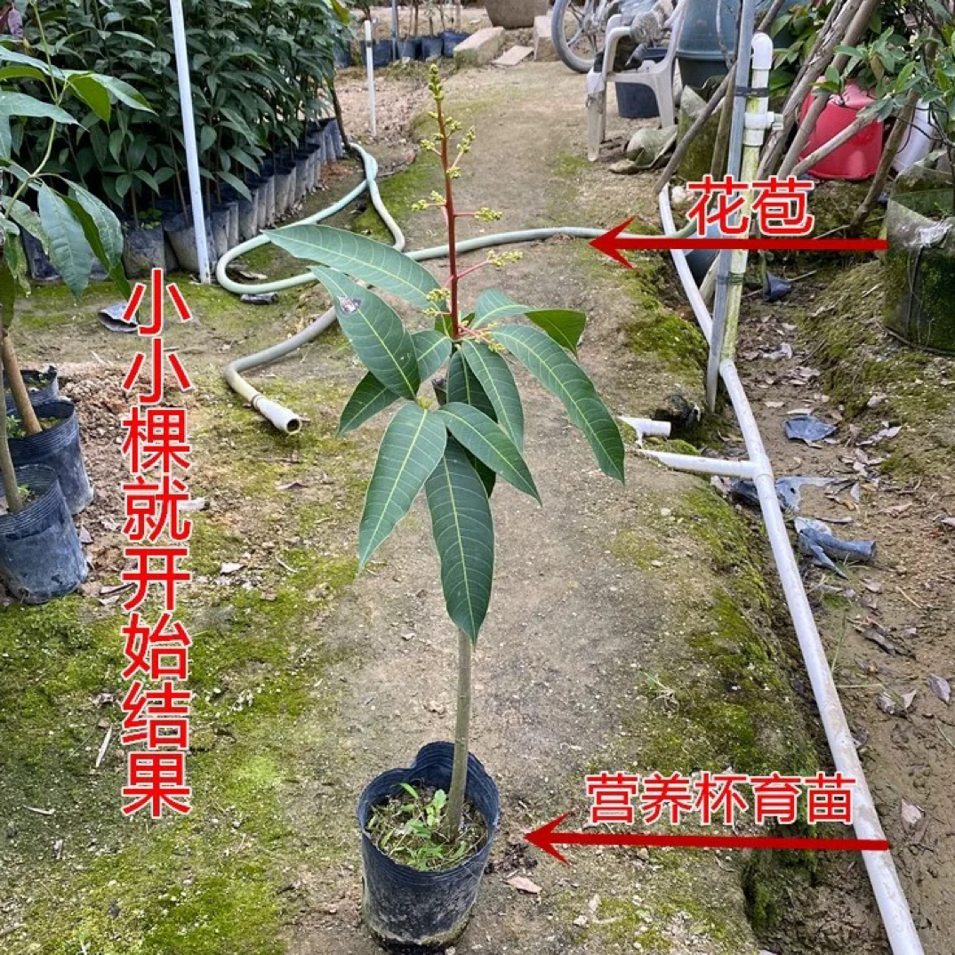 园林绿植 盆栽地栽 四季芒金煌芒绿植树苗（直播间一物一拍）