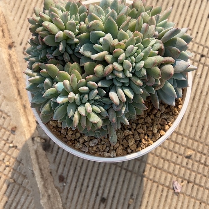 【闪购商品】星影缀