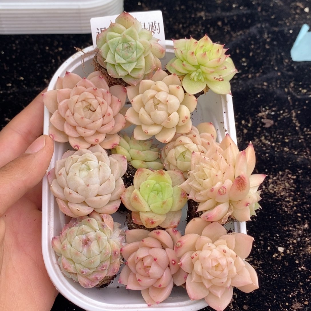 2-967 新疆西藏内蒙不发其他12.8包邮两到三公分多肉