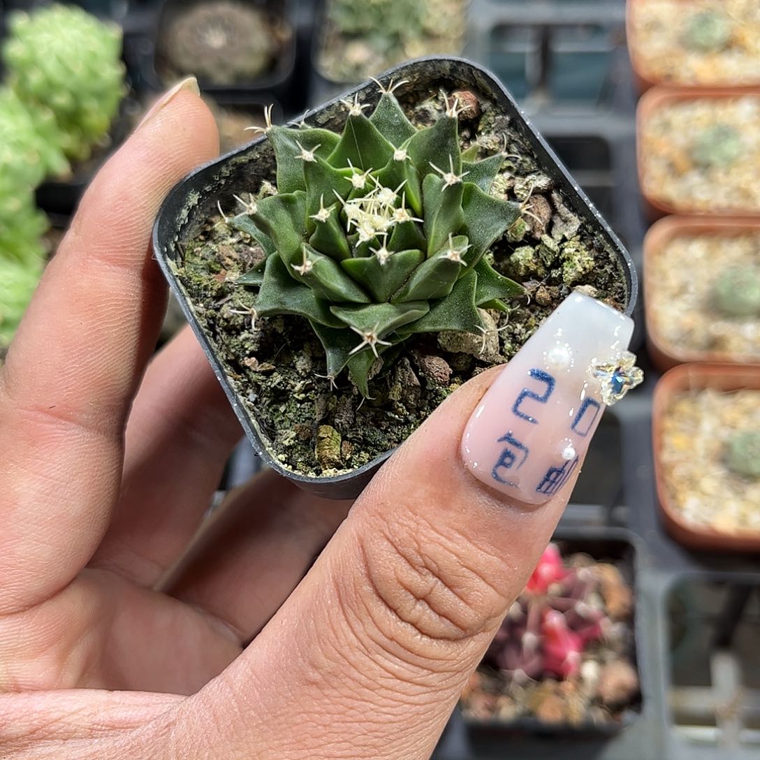 单头实生帝冠单头发货有根发货