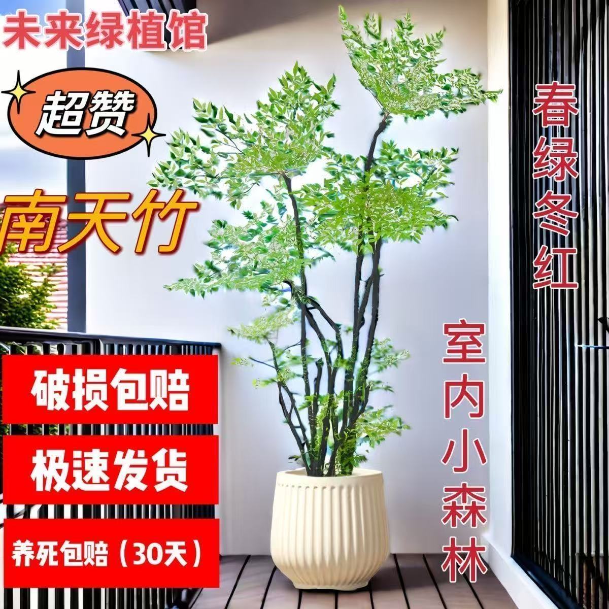 老桩多头火焰南天竹老桩带土球发货原土原根室内办公室阳台