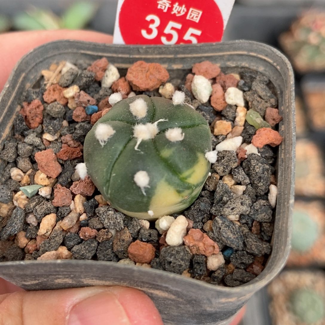 五棱兜锦一颗仙人球