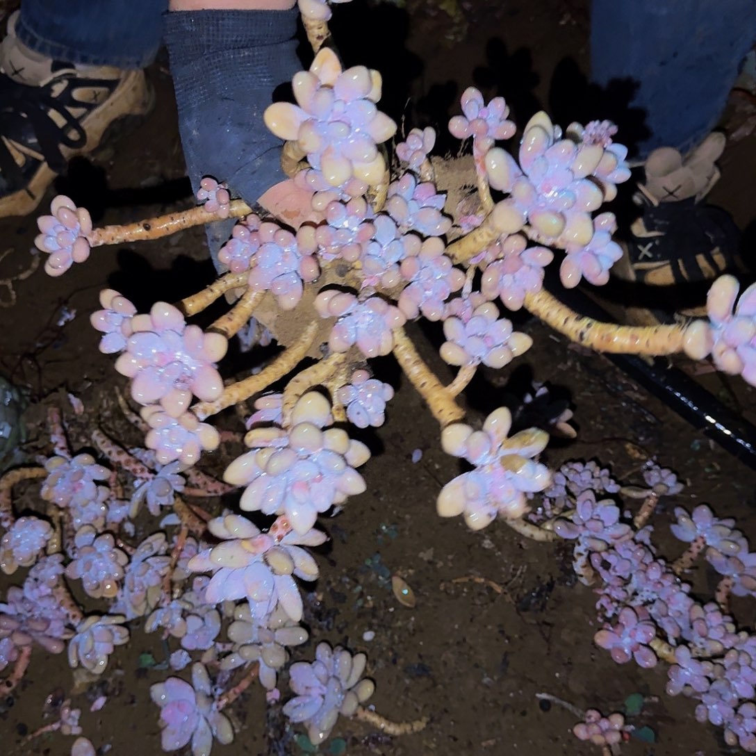 桃蛋 一颗 不包损 量拍