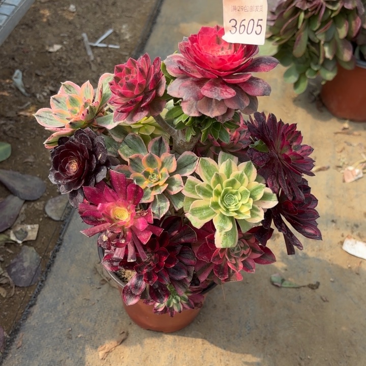 七彩树多肉法师3605