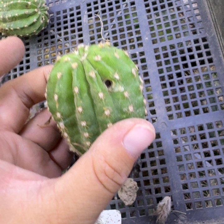 311彩草芙蓉伤根4公分左右歪，20包邮