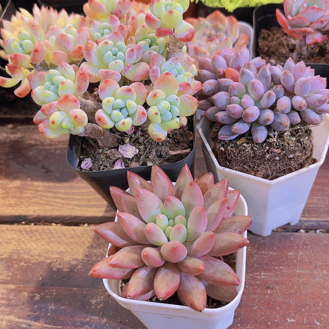 罗琦➕红蜻蜓➕蓝舍香水