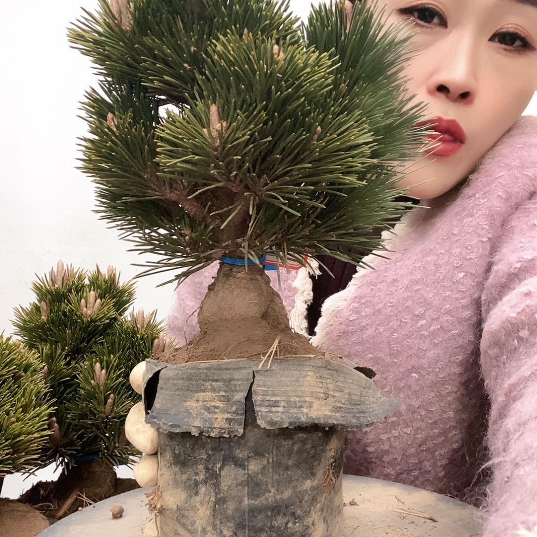 无花朵植物形态多年生草本