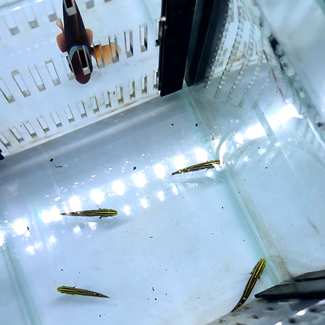 海水鱼香蕉虾虎4条小号/运30/9-100-196