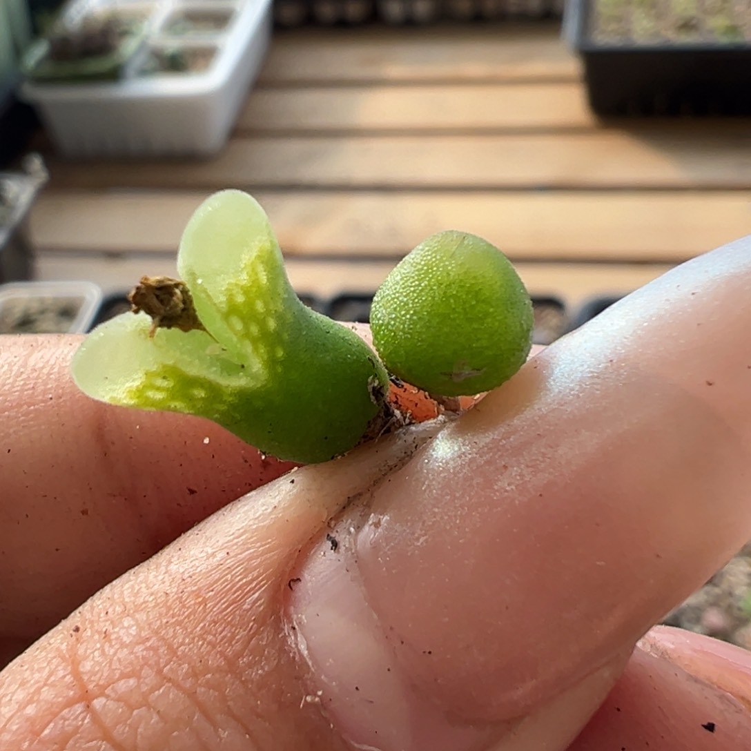 山****✨冰糖葫芦 拉登杂小葫芦多肉