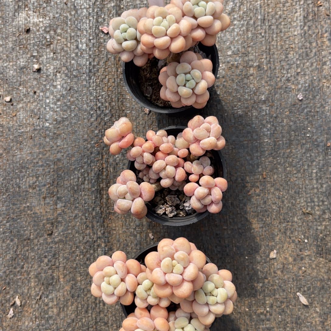 云尘多肉一物一拍1316，