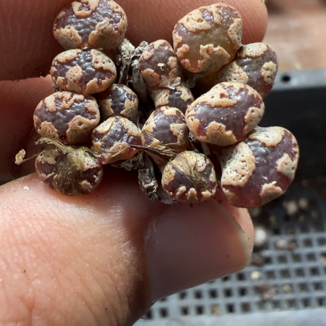 5-194肉锥多肉植物