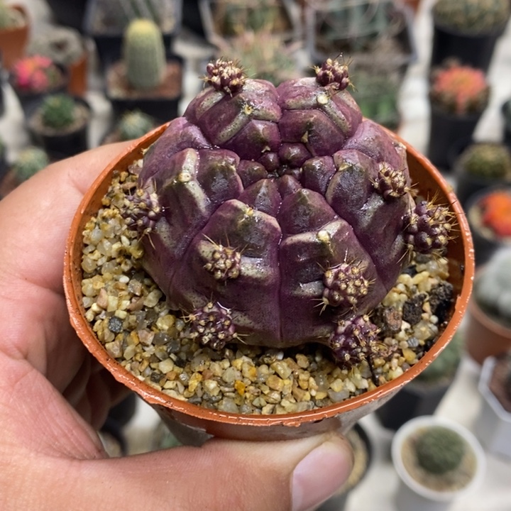 梦想牡丹孤品特价福利