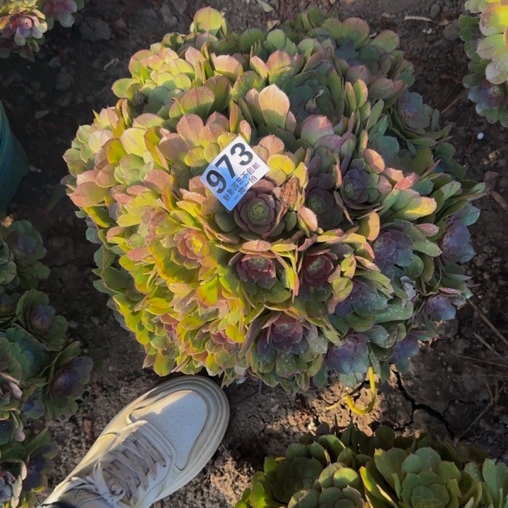 万圣节花27-41包邮花花