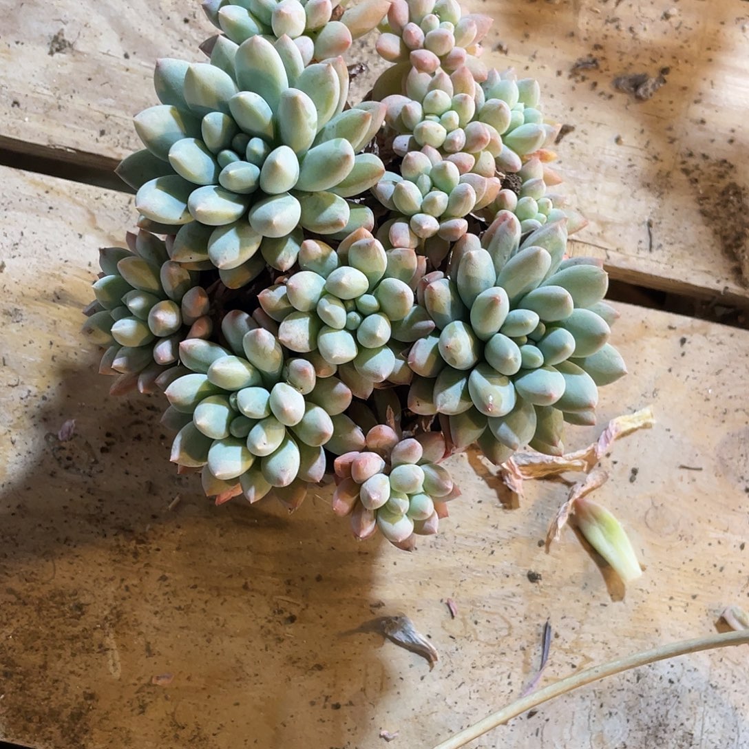323 满20包邮脱土发货