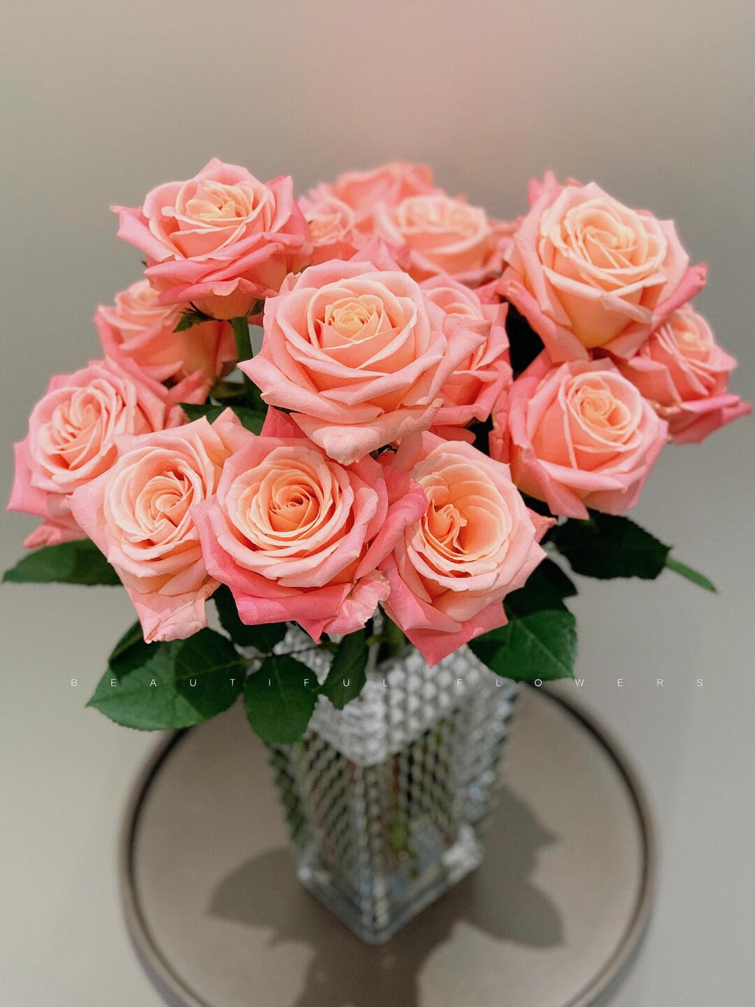 【向云端】猪小姐-单头玫瑰(注意：带包装醒花哦)