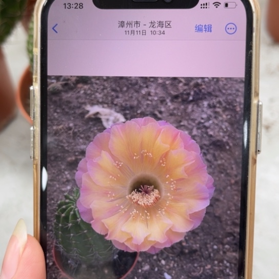 露露黄心紫拉丝6公分左右