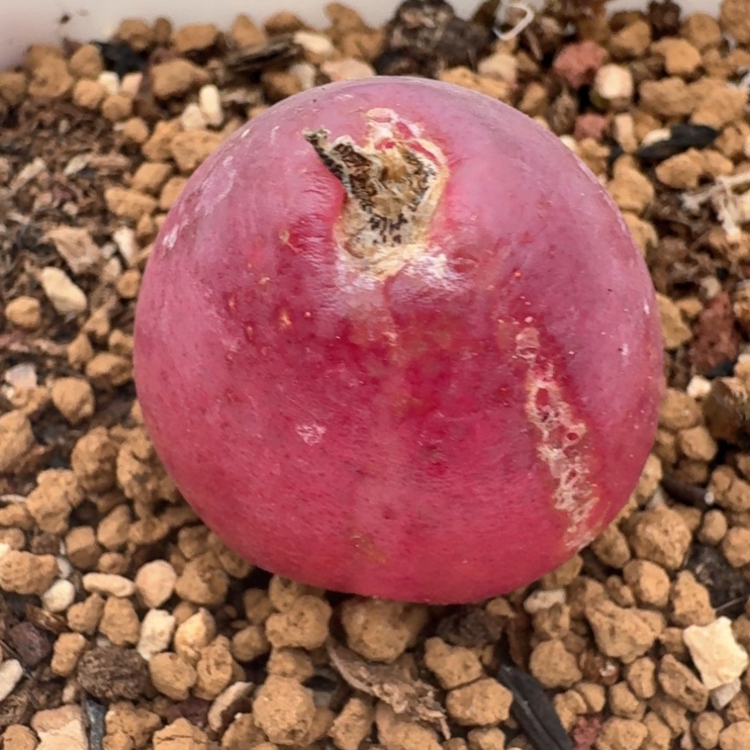 231带盆土发货灯泡000000