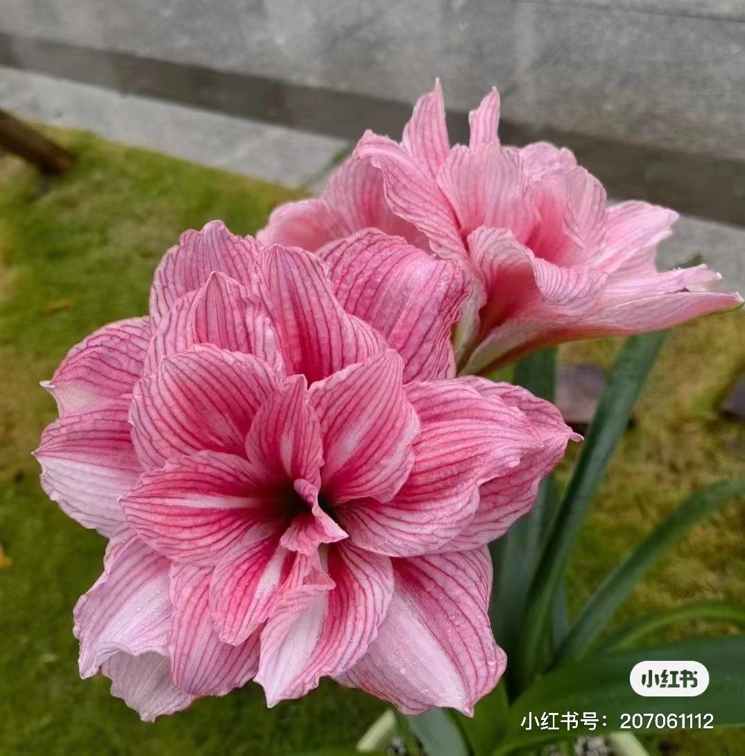 孤宝仙子小苗