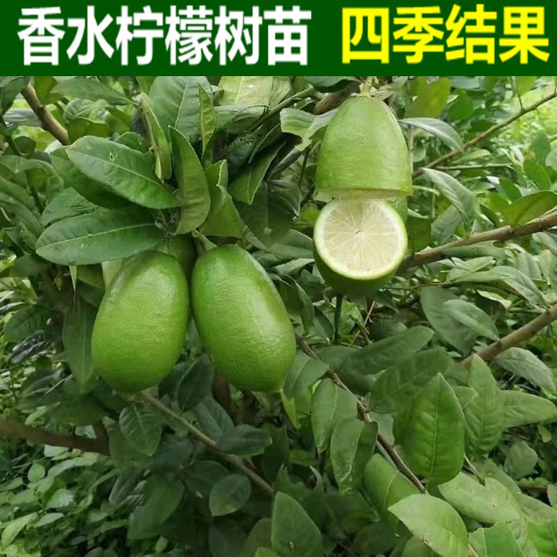 柠檬树苗台湾香水柠檬青柠檬长柠檬四季结果可盆栽地栽南北方种植