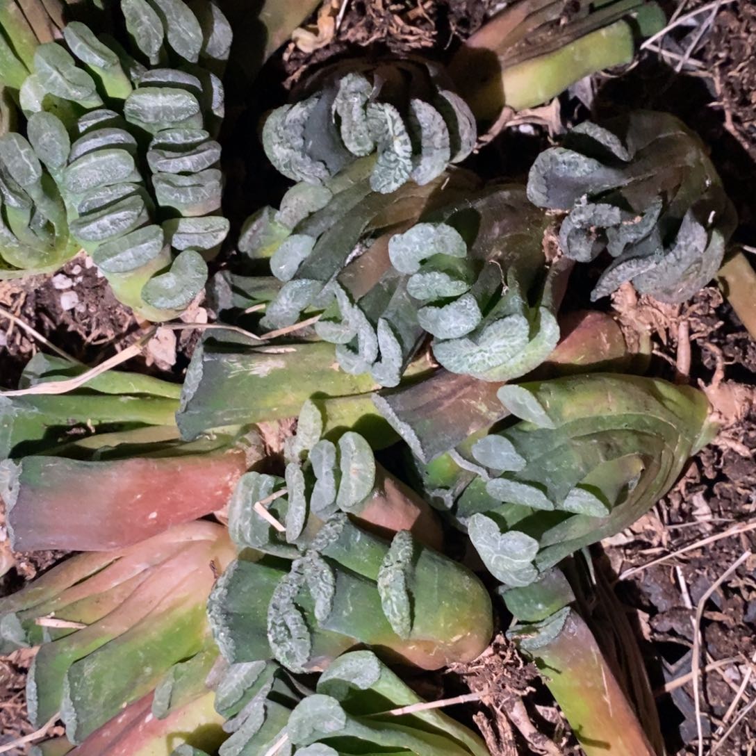 2611 一颗实生玉扇 元旦福利