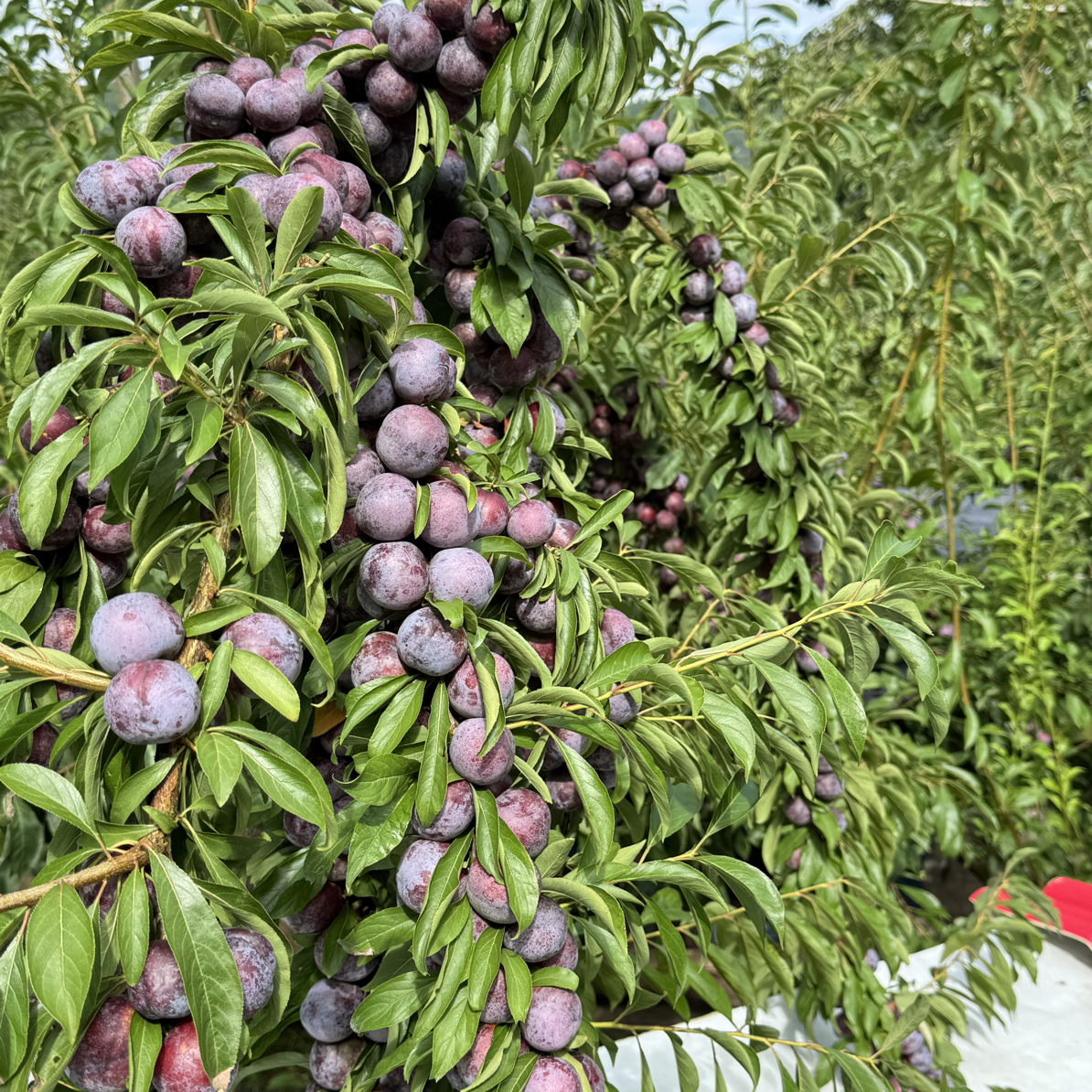 贵州高山新鲜应季脆红李脱骨脆甜多汁爽口肉厚爽脆水果