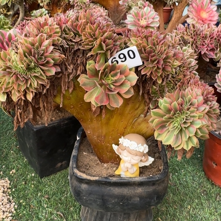 梦幻七彩法师锦缀化690