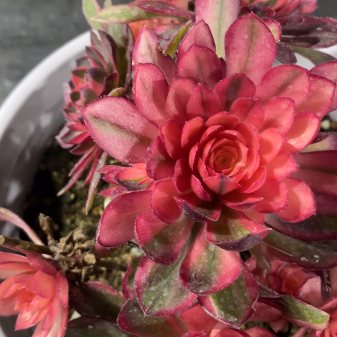 紫砂茶杯黑魔锦分方法哥哥哥哥