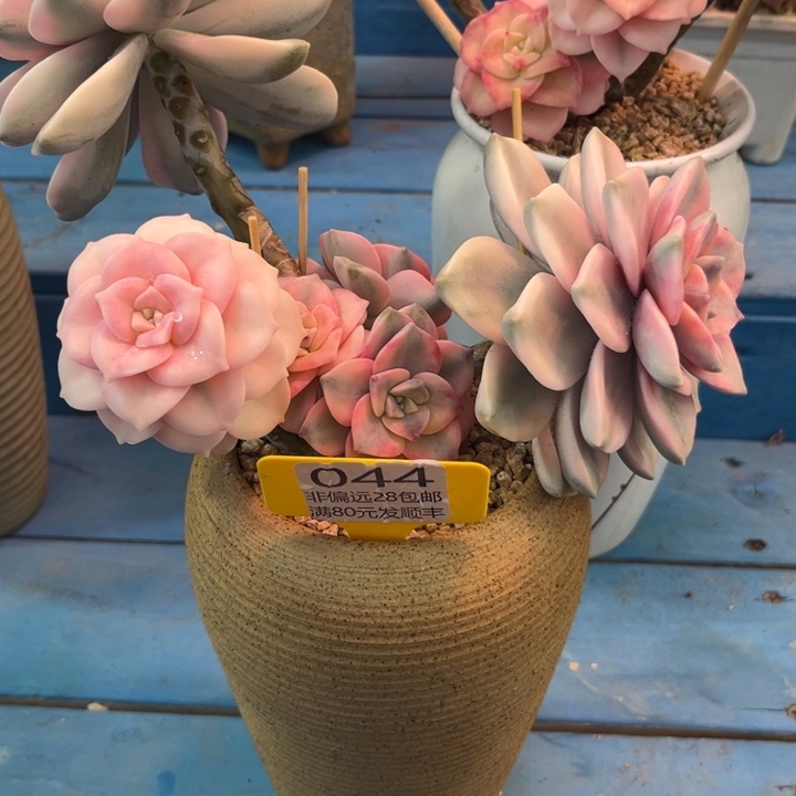 大044:、xvcvchhbbv