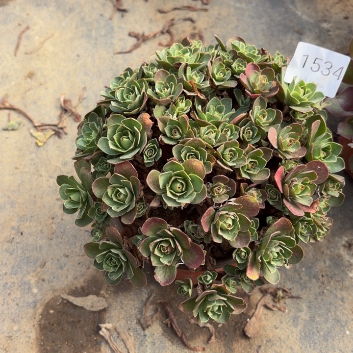 树玫瑰多肉处理不包断头1534