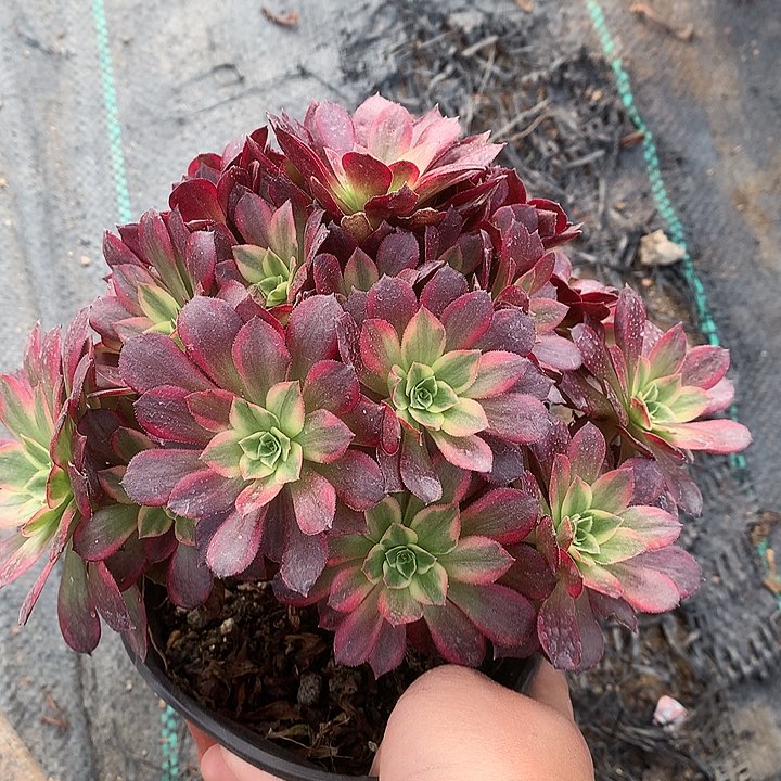 905安娜多肉植物