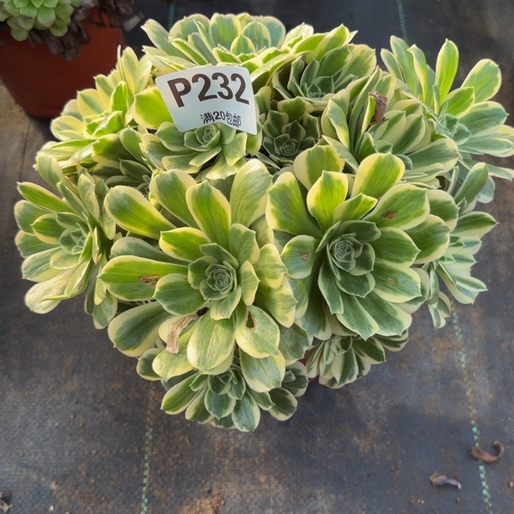 随便，。。。。。232冷月